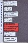 Etiketten zu Athous schurmanni (NHMW-ZOO-COL-0008639)